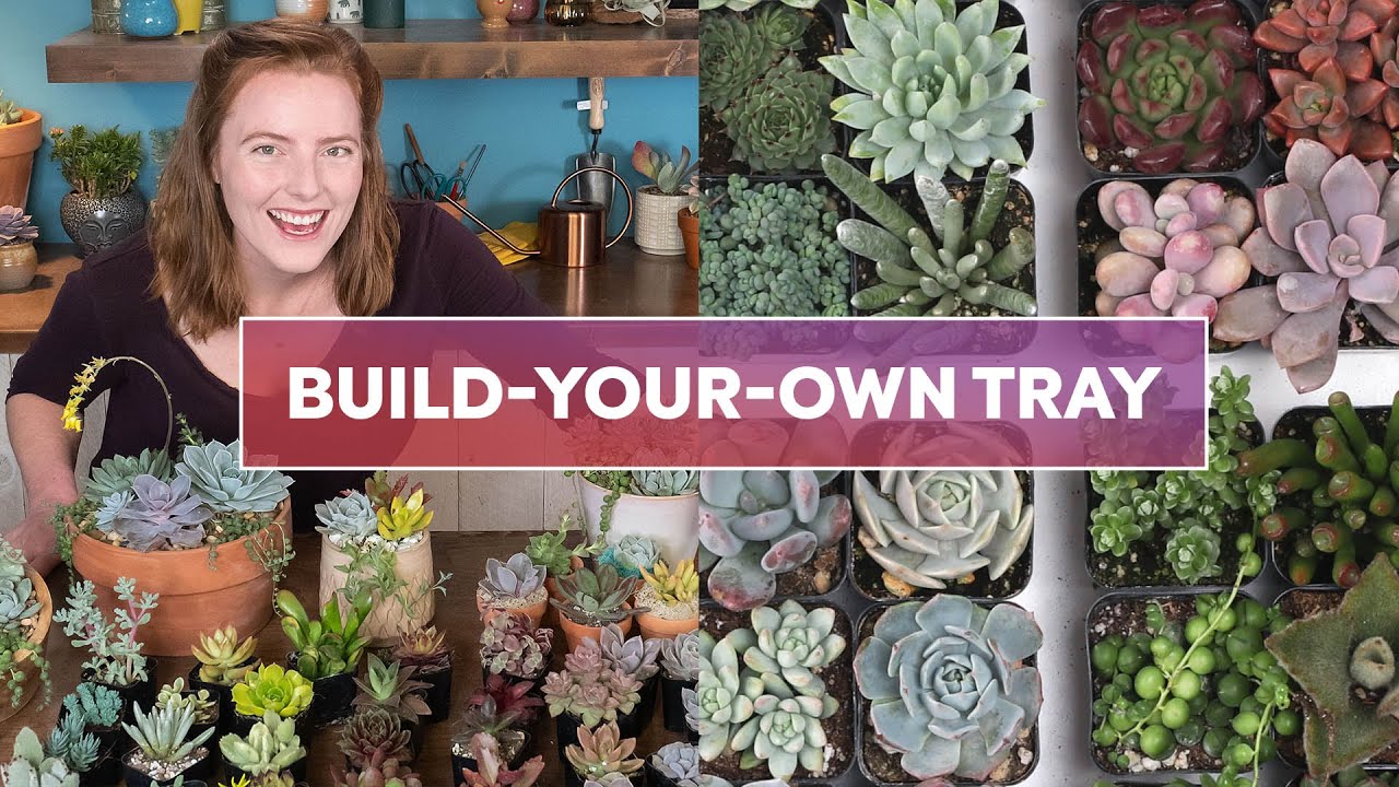 How to Order a Build-Your-Own Wholesale Succulent Tray