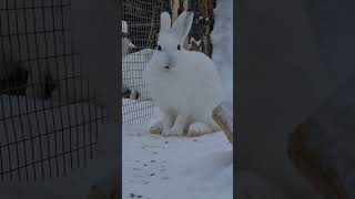Милый Акробат #Bunny #Cute #Hare #Wild