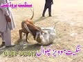 SADWAL AMIR SHAOUN PAPPU DOG FIGHT