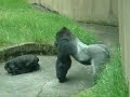 silverback attack! (or, gorilla & the guy who soils his pants)