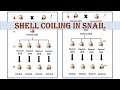 Shell coiling in snail | Maternal effect