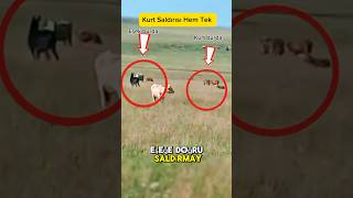 Kurt Eşek Saldırısı İnek Sürüsünün İçine Kadar Girdi