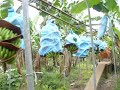 planter un bananier