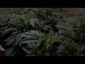 Growing Cannabis- budding time Day 1. Bud shoots of room - B- ep 4
