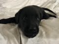 Playful Barking Black Labrador Retriever Puppy 37 Days Old