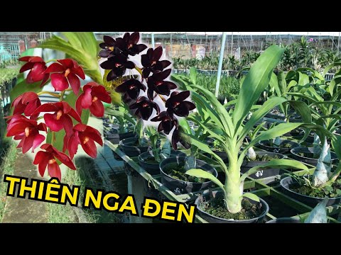 VẺ ĐẸP HOÀN MỸ CỦA DÒNG LAN THIÊN NGA ĐEN & ĐỎ | #HOALANDUYPHONG