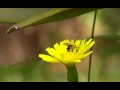 youtube result thumbnail