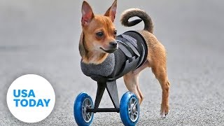 This two-legged dog's wheels are cooler than yours! This two-legged dog's wheels are cooler than yours!
