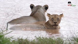 Swimming Lions, Cheetah, Jackals | On Safari in Tsavo East #1