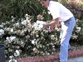Groundcover/Carpet Roses - Maintenance