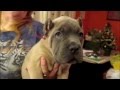 Cane Corso Puppies For Sale