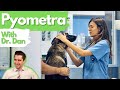 Dog pyometra infected uterus.  Dr. Dan explains.