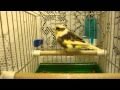 Canary kanarek gloster 016