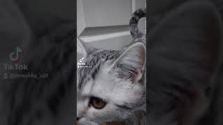 Урчание Котёнка ❤Смотрите Только Со Звуком !