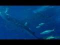 YouTube 動画 ユーチューブ 旅行 沖縄 ジンベイザメ 美ら海水族館