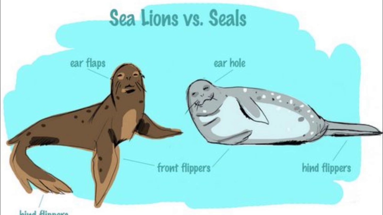 Sea lion vibrator