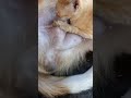 Dog's Breastfeeding to a Baby Cat #shorts #youtube #breastfeeding