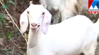 Goat Thief Arrested In Wayanad | Manorama News