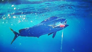 Mahi Mahi And Mackerel Breaking In The New Boat Mahi Mahi And Mackerel Breaking In The New Boat