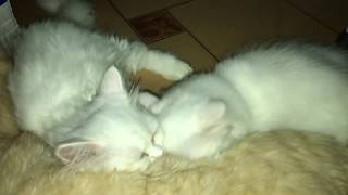 breast-feeding kittens Male Cat | Long Mèo