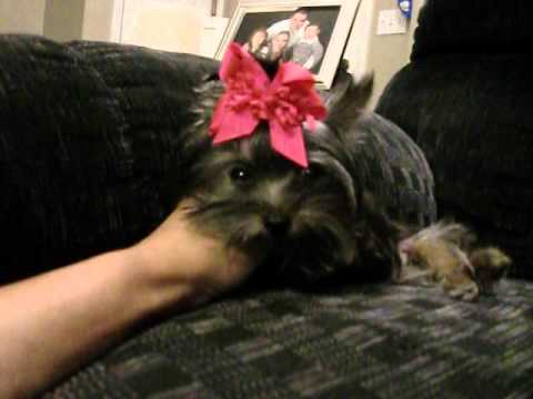 aai in yorkies staggering finding device can paralysis worldnews aai in yorkies staggering finding device can paralysis worldnews