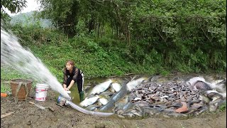 Hunting Wild Fish| Using A Pump, Pumping Water Outside The Natural Lake, Catching A Lot Of Fish Ep50