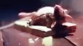 funny,funny videos,funny vines,funny fails,funny videos 2018,funny pranks,funny kids,funny cat,funny