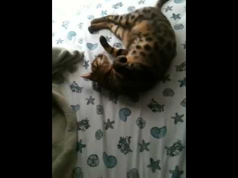 Romeo the Bengal
