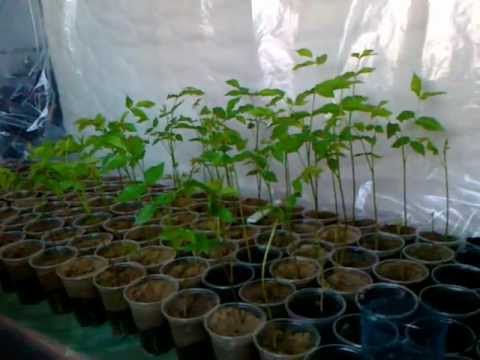 Поделка из лозы винограда Поделка из лозы винограда