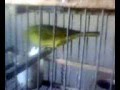 Algunos de mis pajaros