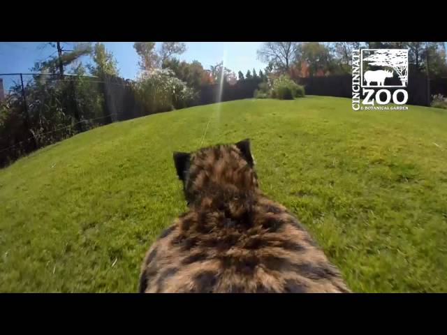 GoPro View of Cheetah Run - Video