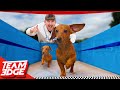 The Puppy Olympics Challenge!!