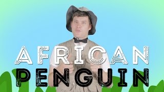 African Penguins