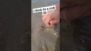 I Think Its A Crab