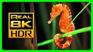 Incredible Seahorse Aquarium In 8K Hdr - Soothing & Relaxing Music - Relaxing Tv Art Screensaver