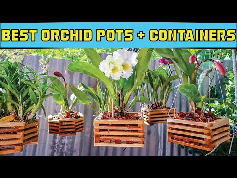5 Best Orchid Pots & Containers Buying Guide & Recommendation