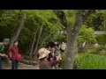 京都・大田神社でカキツバタが見頃に
