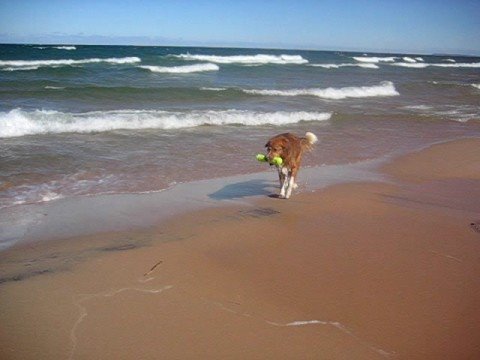 Dogbook Movie: What Khaki Did on Summer Vacation