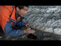 grylls