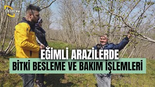 Eğimli Arazilerde Bitki Besleme Ve Bakım İşlemleri - Derdimiz Fındık