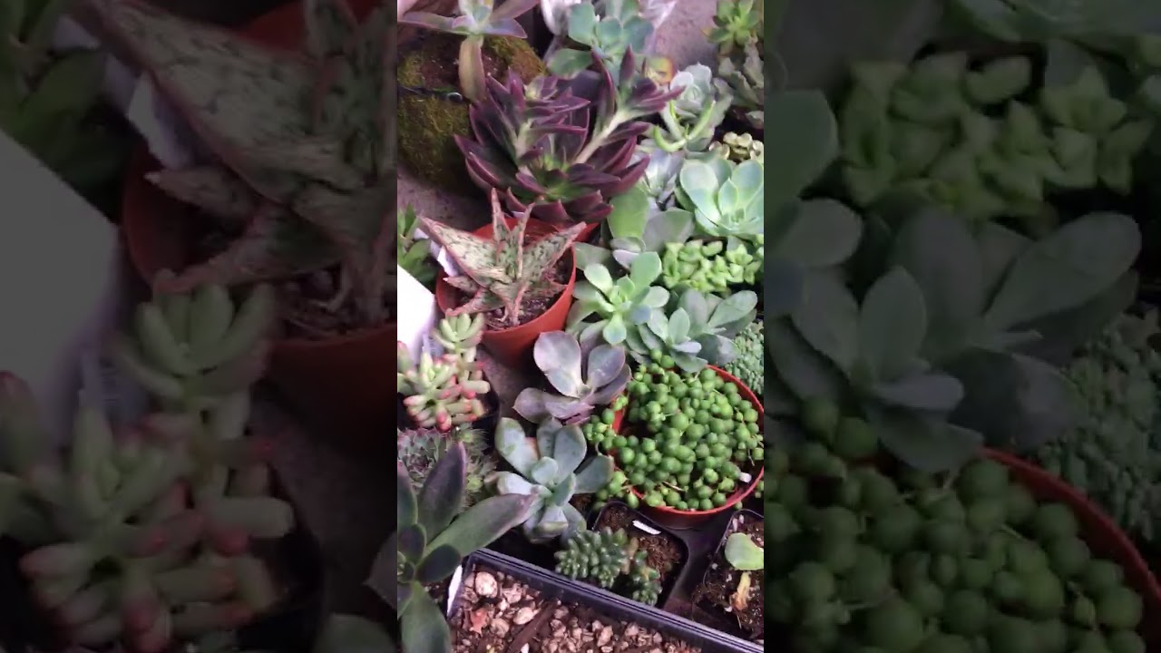 "I won't order from anyone else" - Testimonial