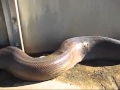 Il più grande serpente mai filmato
