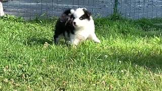 Topaz Yakutian Laïka Puppy