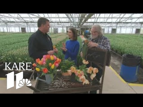 Grow with KARE: Growing 5 million tulips in Plymouth
