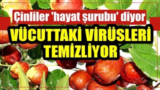 Hünnap Meyvesi̇ni̇n Faydalari Nelerdi̇r? Hünnap Nasıl Yenir?