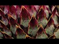 Carlo Domeniconi-Variations on an Anatolian Folk Song