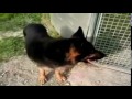 pastore 動画23a