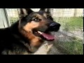 pastore 動画23b
