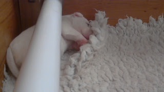 12 Day Old Puppies. Miniature Bull Terrier Puppy.