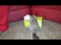 Pet squirrel, Wally from ridiculousness stealing t